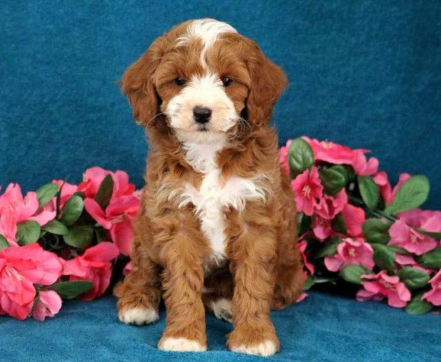 cavapoo puppies for sale