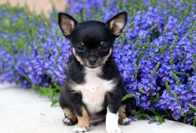 chihuahua puppies for sale