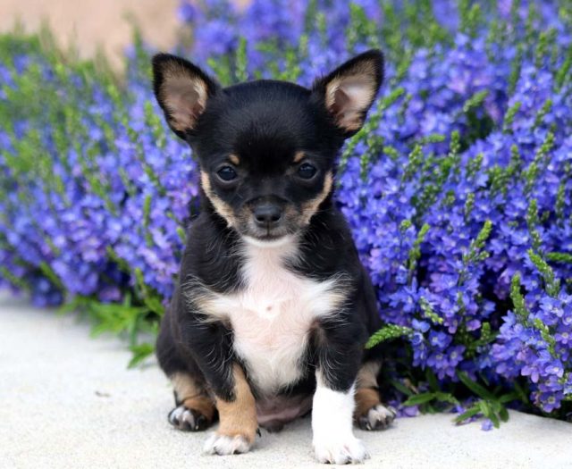 chihuahua puppies for sale