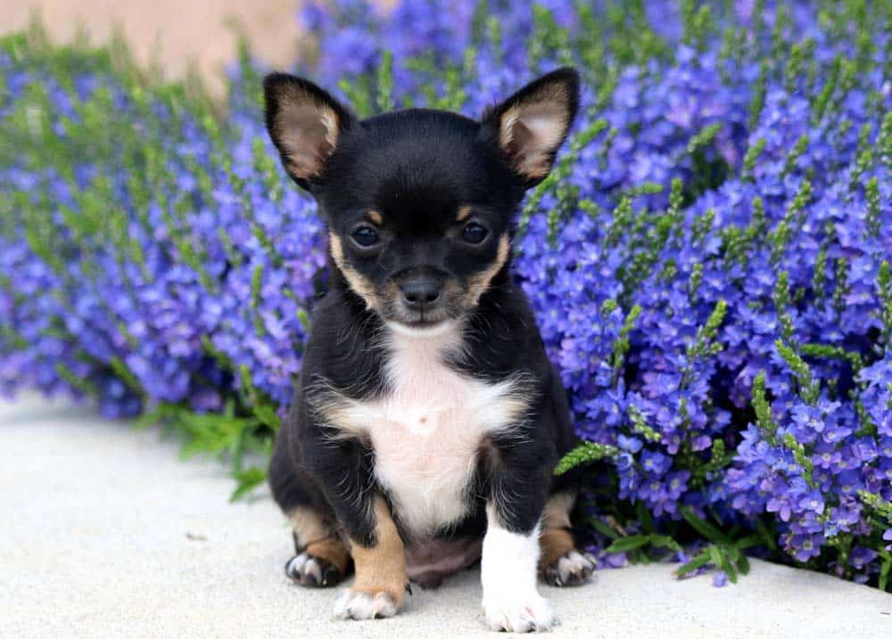 Chihuahua Puppies for Sale - Keystone Puppies