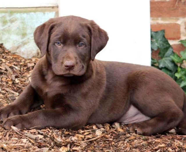 Chocolate Lab