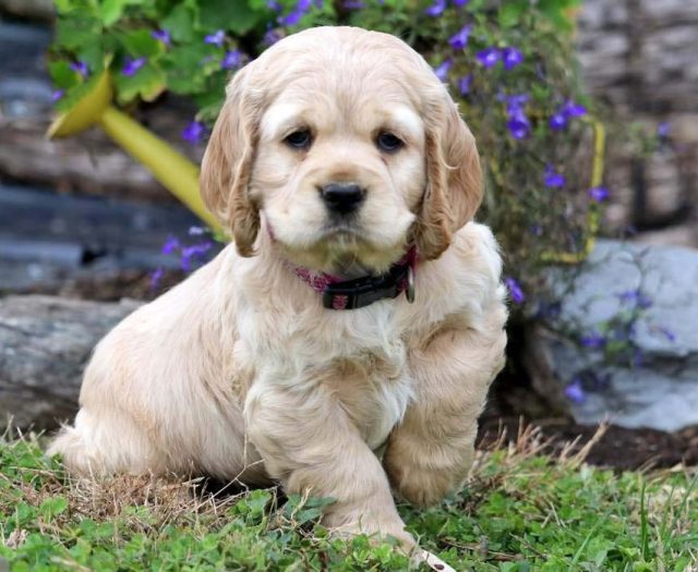 cocker spaniel puppies for sale