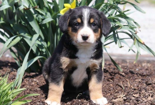 Entlebucher Mountain Dog