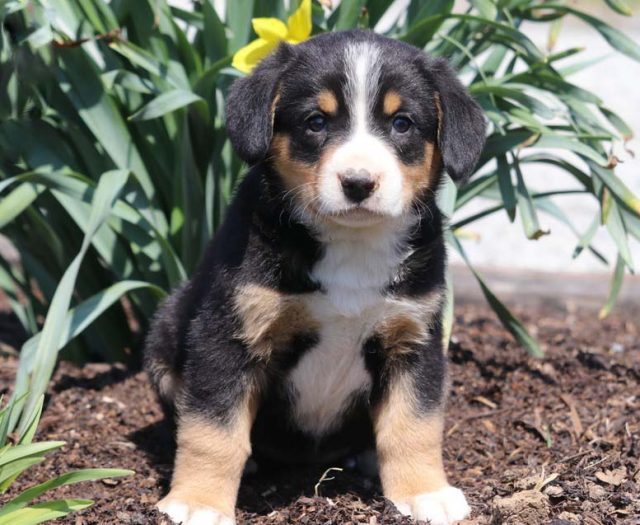 Entlebucher Mountain Dog