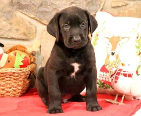 English Mastador