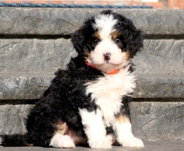 Mini Bernedoodle