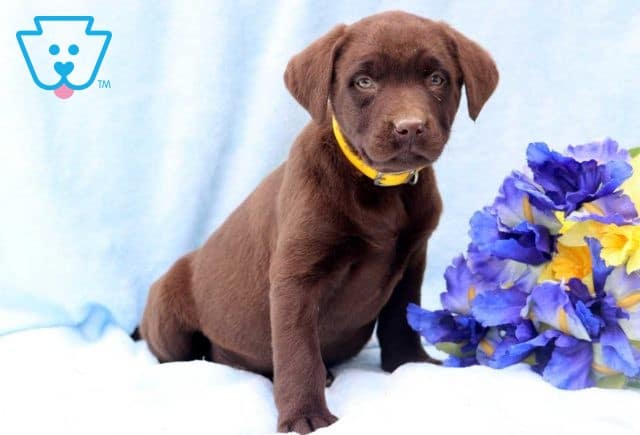 Nixson Choc Lab Retak