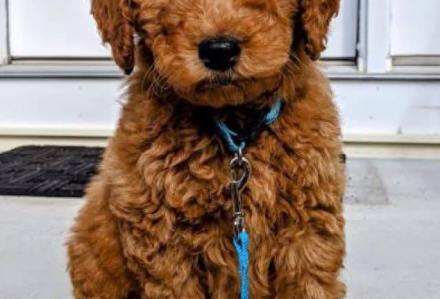 Best puppy ever
