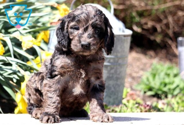 Angel Cockapoo
