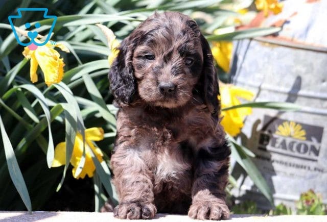 Angel Cockapoo2