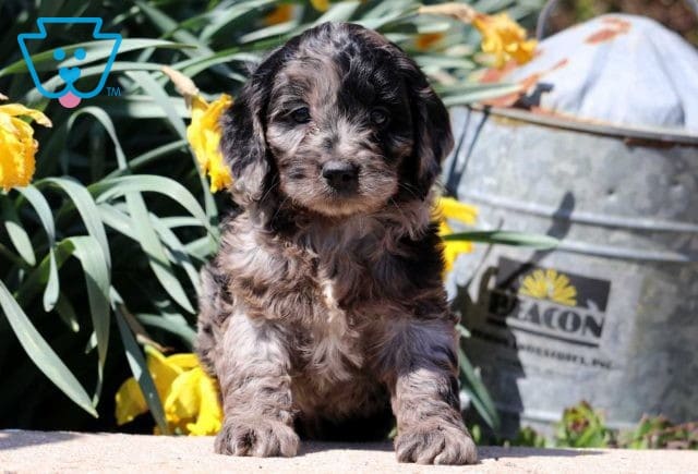 Annie Cockapoo