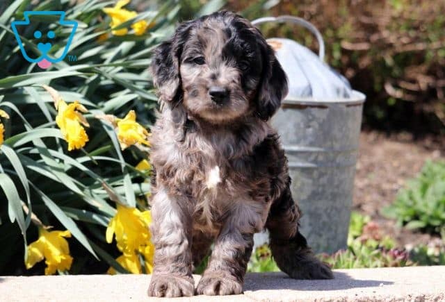 Annie Cockapoo2