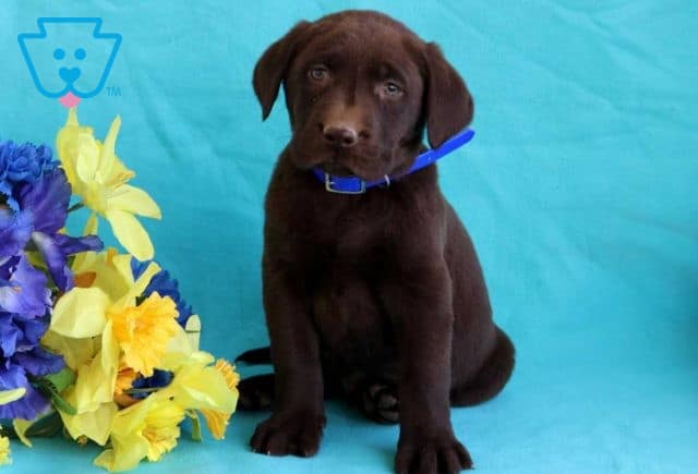 Barney Choc Lab