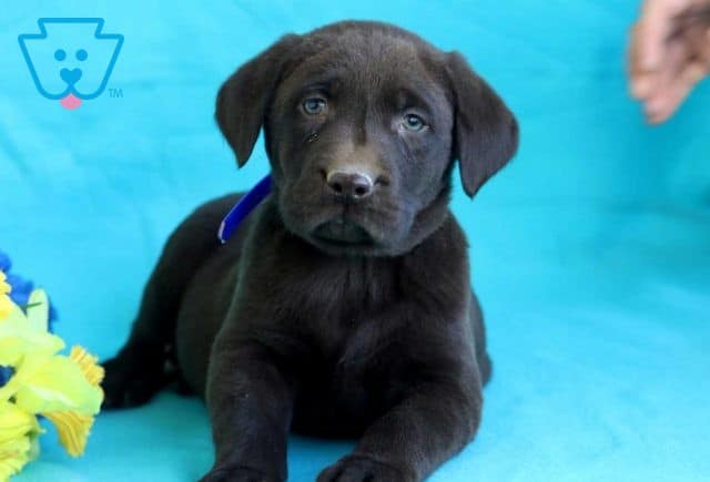 Barney Choc Lab1