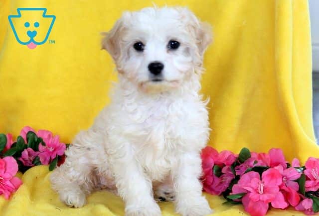 Breezie Cavachon 1-001