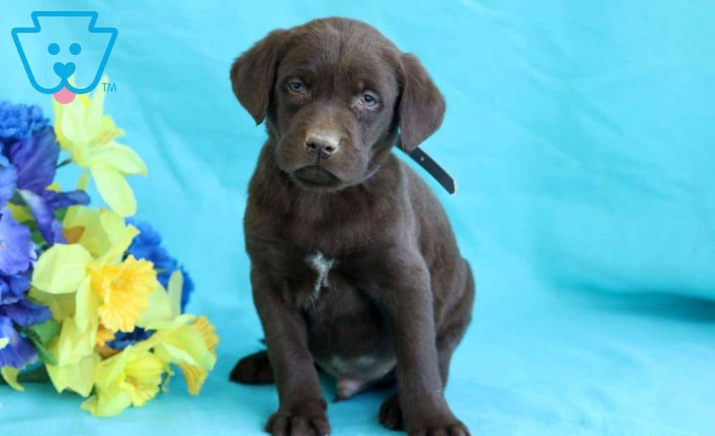 Buckwheat Chocolate Lab Puppy For Sale Keystone Puppies