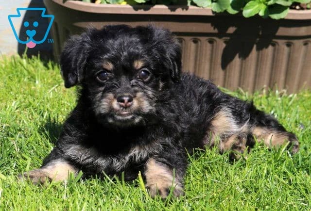 Clementine Shihpoo