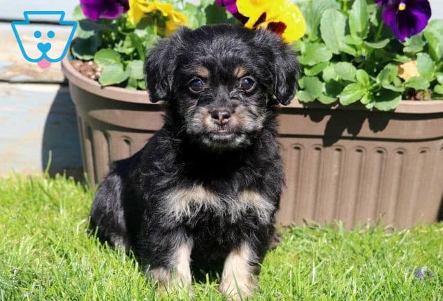Clementine Shihpoo2