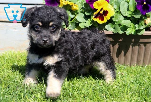 Cora Shihpoo