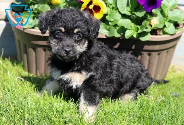 Cora Shihpoo2