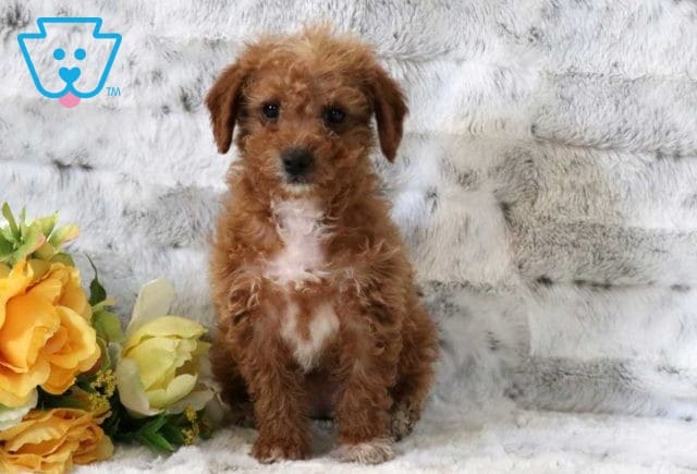 Gigi Mini Goldendoodle