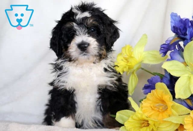 Handy Mini Bernedoodle