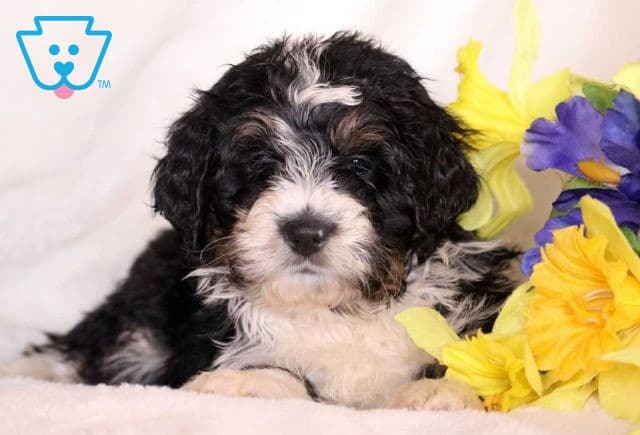 Handy Mini Bernedoodle2