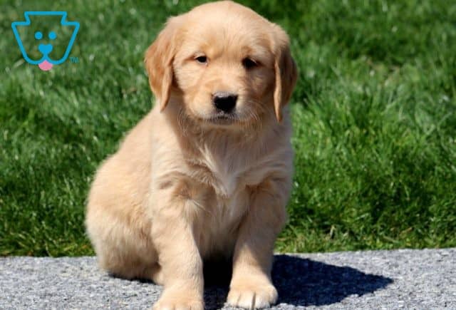 Hayden Golden Retriever 1-001