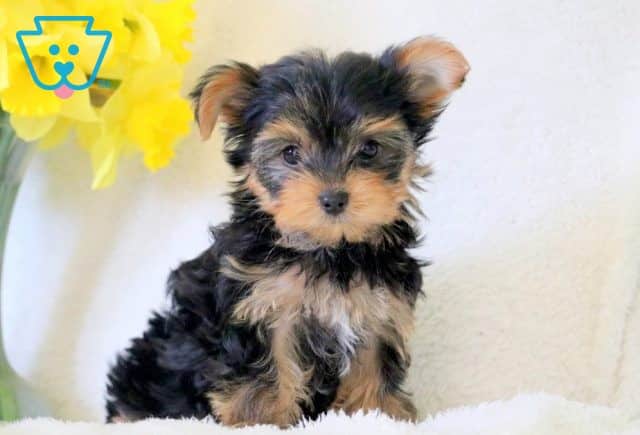 Kaitlyn Yorkie 1-001