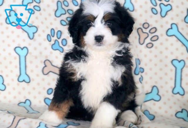 Kipper 2-001