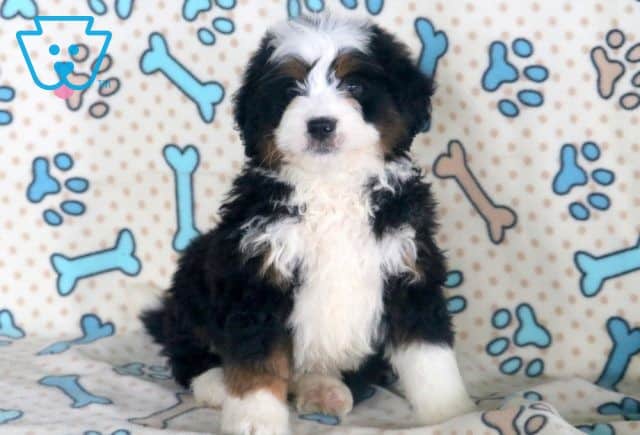 Kipper Mini Bernedoodle 1-001