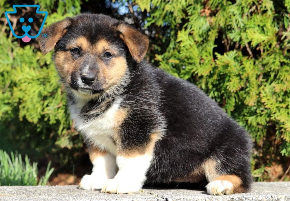 How Much Is A German Shepherd Mix