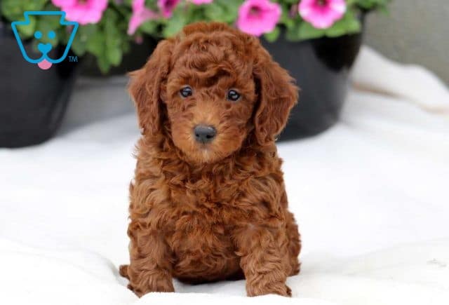 Miles Mini Poodle