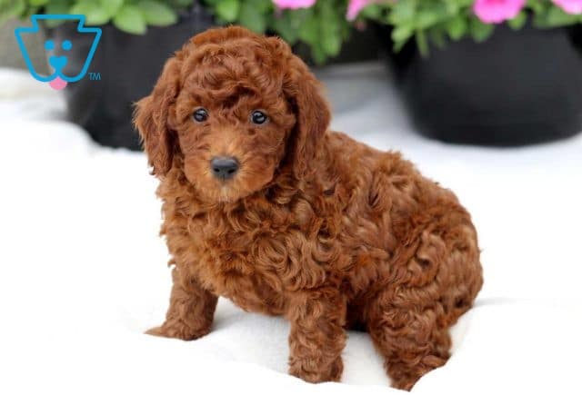 Miles Mini Poodle2