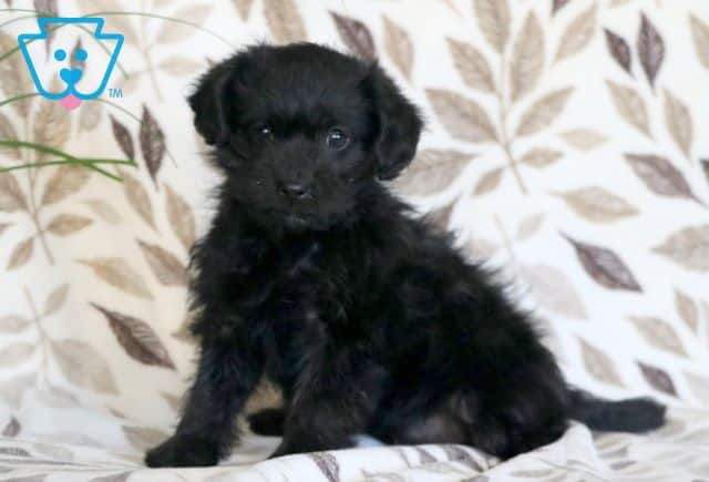 Milly 2-001