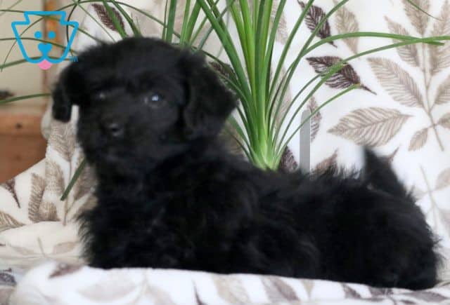 Milly Yorkiepoo 1-001