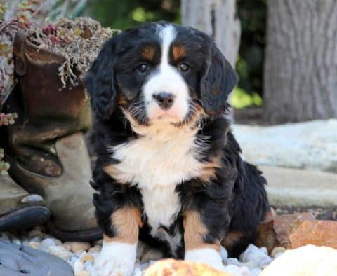 Mini Bernese Mountain Dog