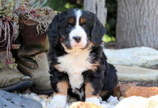 Mini Bernese mountain dog puppies for sale