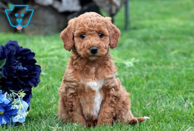 Nips Mini Labradoodle