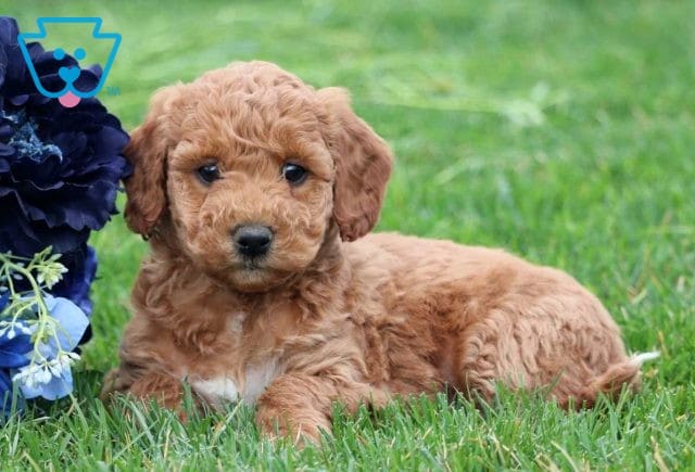 Nips Mini Labradoodle2