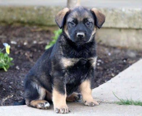 Norwegian Elkhound Mix