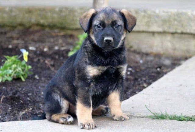 Norwegian Elkhound Mix