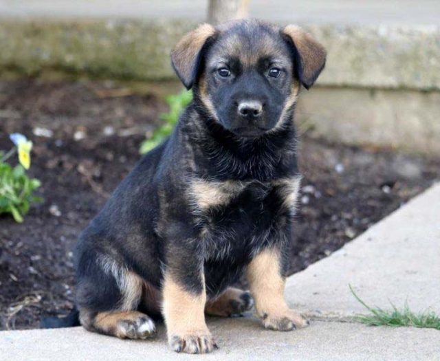  Norwegian Elkhound Mix