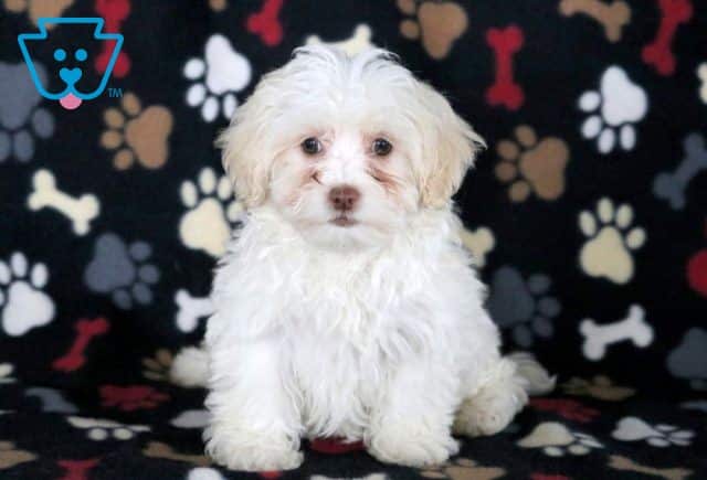 Peanut Maltipoo 1-001
