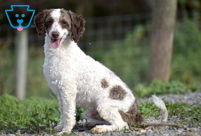 Sire - Percy