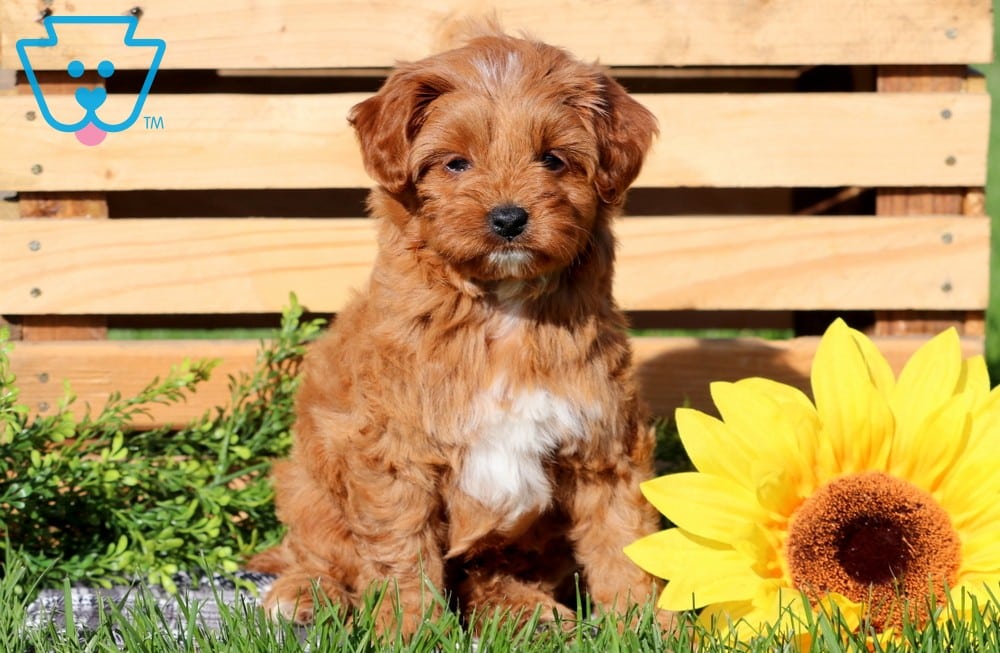 Petey Cavalier Mix Poodle Mix Puppy For Sale Keystone Puppies Petey Cavalier Mix Poodle Mix Puppy For Sale Keystone Puppies