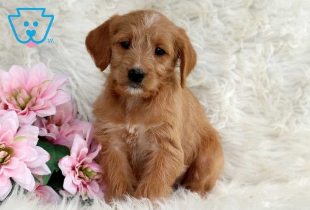 Rainy Mini Labradoodle