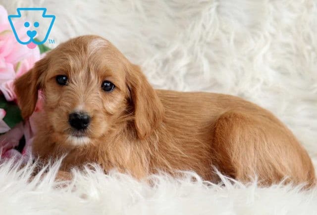 Rainy Mini Labradoodle2