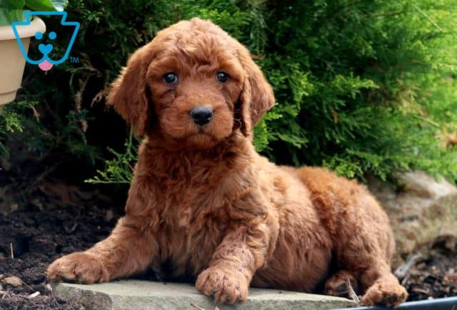 Rolo 2-001