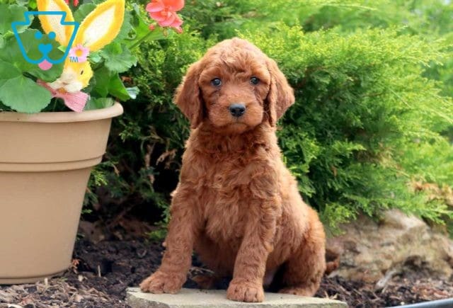 Rolo Goldendoodle 1
